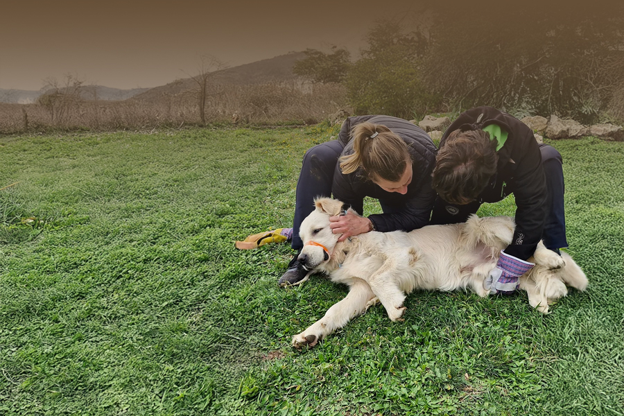 medical training, deux personnes apportent du soin à un chien