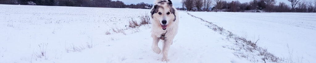 chien courant dans la neige