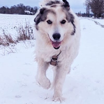 portrait chien courant dans la neige
