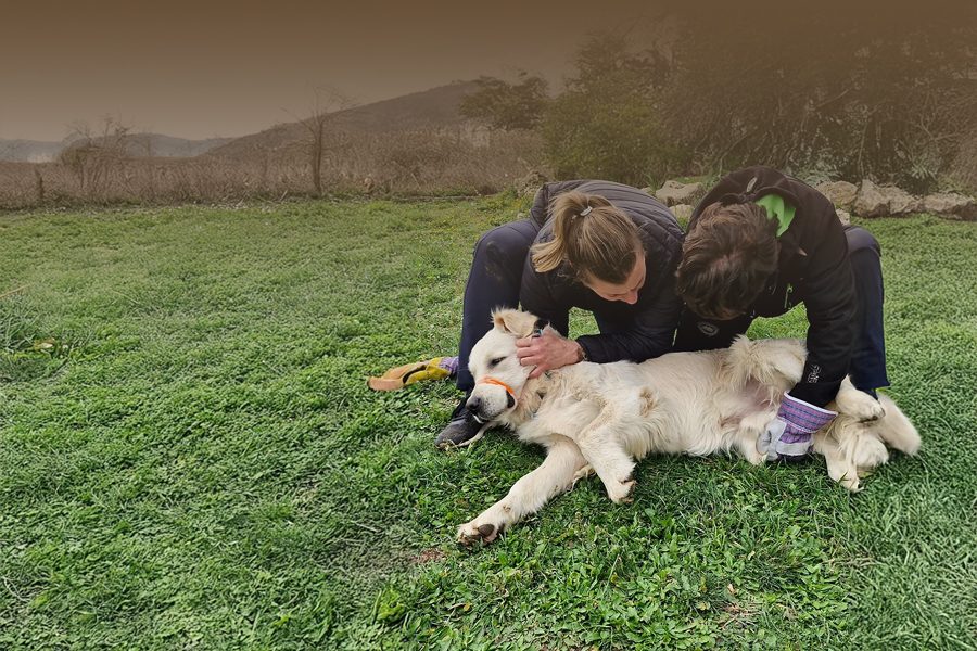 medical training, deux personnes apportent du soin à un chien